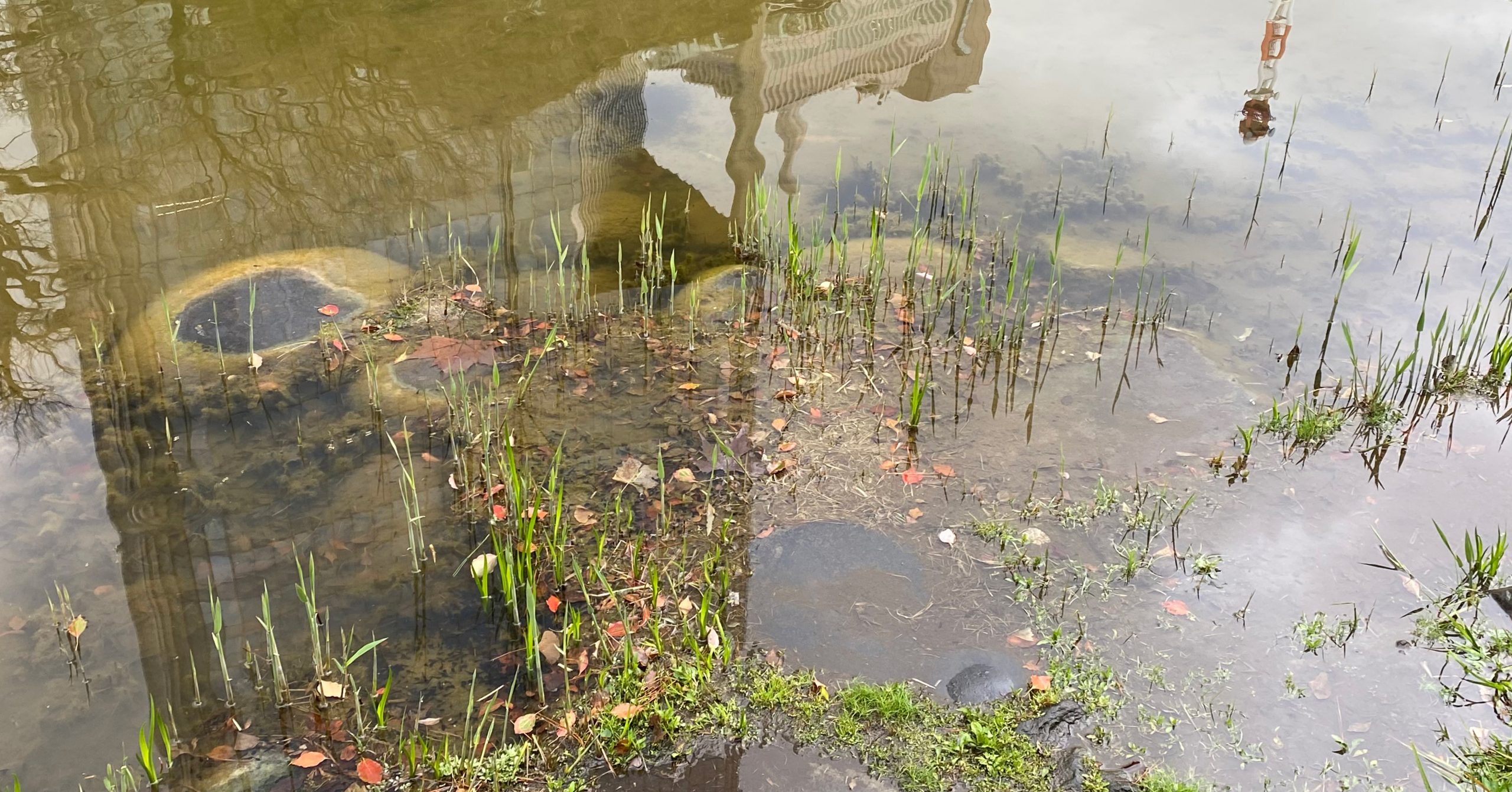 呼吸にまつわるトレーニングプール -皇居のお堀編- - 上田久美子 公式